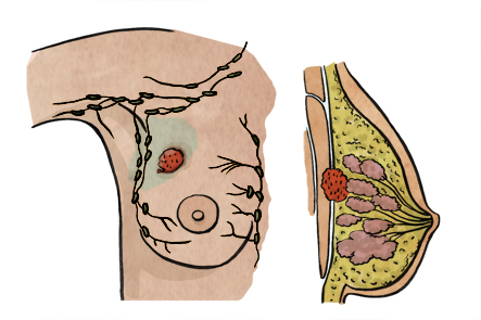 Anatomía seno